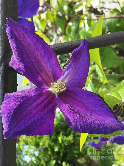 A vibrant purple clematis flower blooms against a backdrop of green leaves and metal fencing. Sunlight highlights the petal texture, creating a striking contrast.