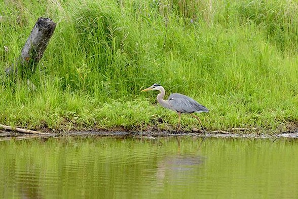 The head of the bird is just above and right of the middle of the photo.
It is walking along the shore to the left.
Ther is grass in behind and a log on the left edge.