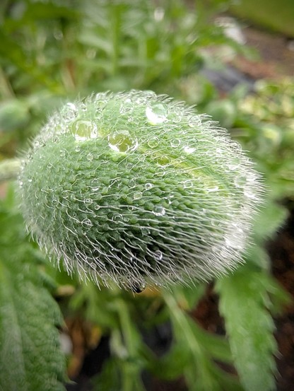 An oblong flower pod covered in spiky little hairs and little drops of water between the hairs.