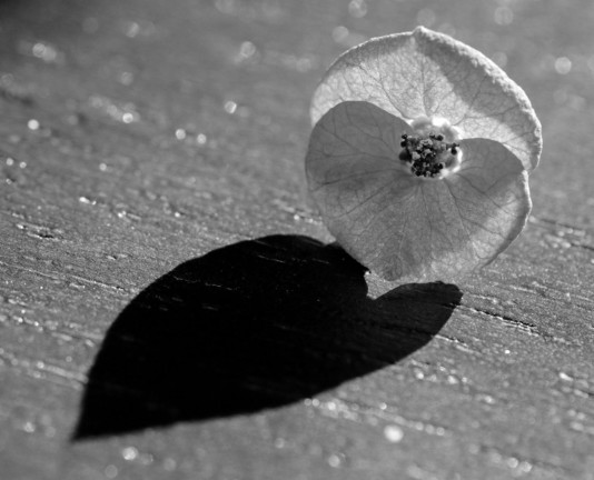 Black and white photograph of a small flower of crown-of-thorns (Euphorbia milii) in the sun on a table, with its heart shape shadow in front of it.