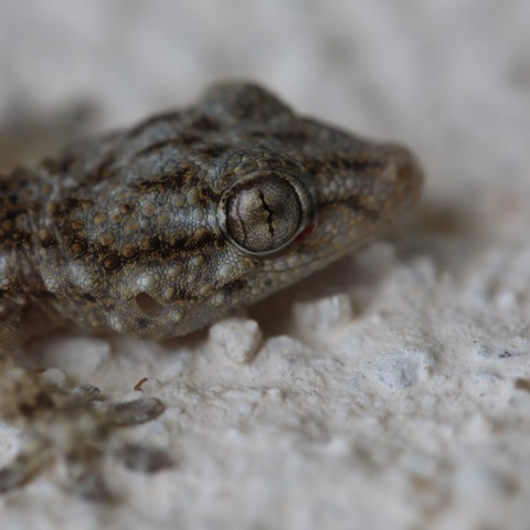 Photo en plan rapproché de l'œil d'un juvénile sur un mur.
Sous son œil une tâche rouge qui pourrait être un parasite.