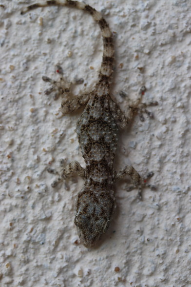 Bébé gecko deviendra grand