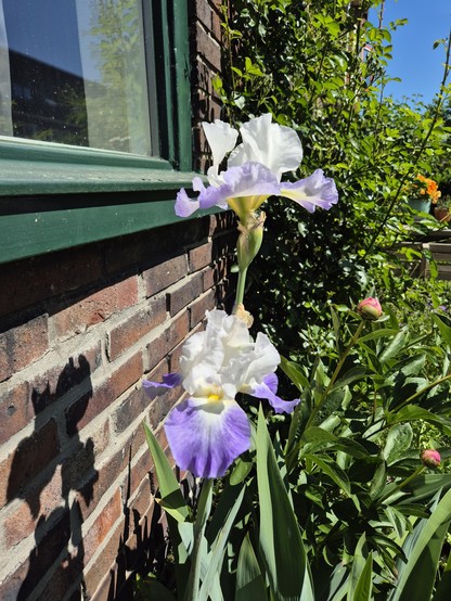 Two blooming irises, white with purple edges and a yellow core. Peonies in buds behind them. Outside, standing underneath a window against a wall. A big rosebush behind.