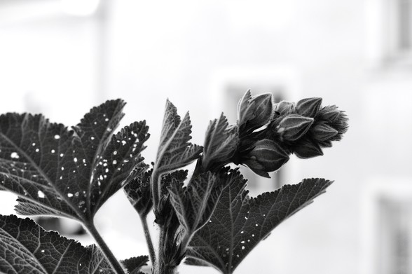 photo en noir et blanc de la tige d'une rose trémière, on voit les fleurs en boutons, avec une forme très géométrique. 
Les feuilles sont parsemées de petits trous dus à des insectes