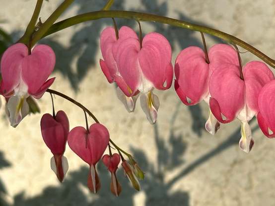 Bleeding heart blossoms shine in early morning sunshine.