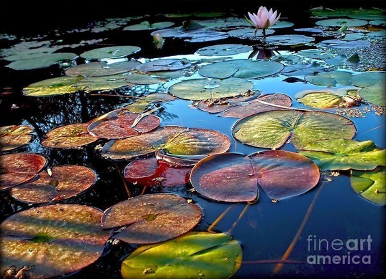 https://fineartamerica.com/saleannouncement.html?id=27feb0a57edac021d128626c10cd1575

**ACHIEVED EQUAL 2ND PLACE IN FAA CONTEST - "Bath and Spa Prints" July 2015

The sun was setting, and it was so pretty to see how the late afternoon sunshine brought out the pretty colors in the lily pads with a kiss of sunshine.

By Kaye Menner Photography.

https://kaye-menner.pixels.com/featured/lily-pads-at-sunset-kaye-menner.html

THE FINE ART AMERICA LOGO WILL NOT APPEAR ON PURCHASED PRINTS OR PRODUCTS.