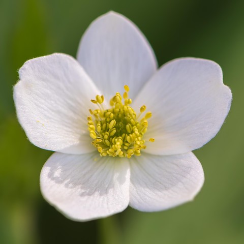 Closeup photograph of a Canada anemone flower (Anemone canadensis) surrounded by out of focus green foliage. This species has five, teardrop-shaped pure white petals that radiate around a center with a large number of white stamens with yellow-green anthers surrounding green pistils.