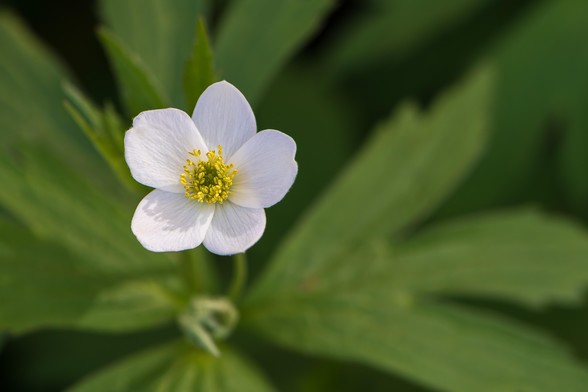 Photograph of a Canada anemone flower (Anemone canadensis) surrounded by out of focus green foliage. This species has five, teardrop-shaped pure white petals that radiate around a center with a large number of white stamens with yellow-green anthers surrounding green pistils.
