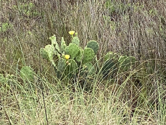 A pear cactus with a pair of yellow blooms among sea oats in the white sand dunes of the Florida panhandle.