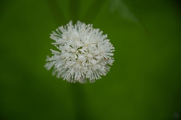 Actaea pachypoda fma pachypoda, baneberry. A corymb of tiny white flowers, each with small petals and much larger clusters of white stamens. Blurry green BG.