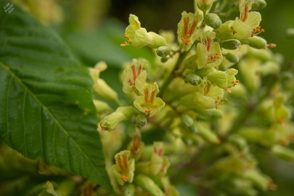 Aesculus ?flava, probably common buckeye.
A panicle of green-yellow flowers, each of which is a corolla tubule with petals opening at the distal end; the upper petals are marked with orange feathlike patterns. A small cluster of orange stamens emerges. Blurry BG, on the left a leaflet protrudes into the frame.