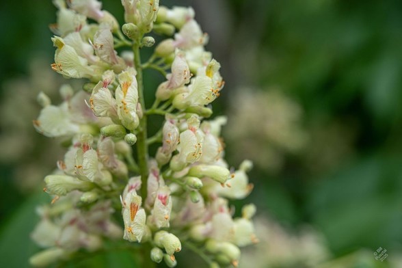 Aesculus cultivar, likely A. x flava. Buckeye. 
A panicle of creamy white flowers, each of which is a corolla tubule with petals not quite opening at the distal end; the upper petals are marked with orange or magenta featherlike patterns. A small cluster of orange stamens emerges. Blurry BG of more flowers and leaves.
