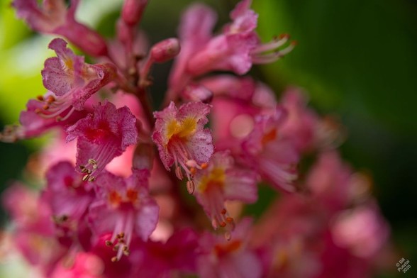 Aesculus x pavia, red buckeye.
A panicle of magenta-red flowers, each of which is a corolla tubule with petals flaring at the distal end; the upper petals are marked with orange featherlike patterns. A small cluster of red or brown stamens emerges. Blurry BG of leaves.
