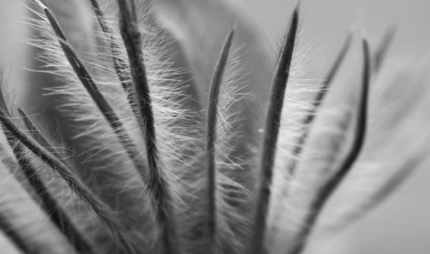 Macro photograph, in black and white, of the hairy sepals of a pasqueflower (Pulsatilla sp.). Each linear sepal is covered with very fine and smooth hair that catches the light. Shallow depth of field of the macro lens creates well-defined and blurred areas, for a dreamy effect.
