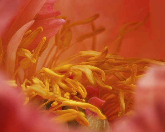 Close op of a peony