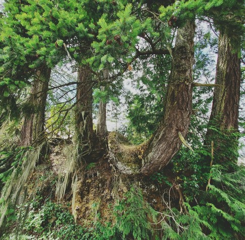 A landscape image showing several fir trees growing on an earth mound. One tree's trunk grows vertically, then bends horizontally to connect with another tree, looking like a natural bridge. The trees are dark green with dense needles, and the forest floor is covered in lush greenery, mossy patches, and hanging lichen. The sky is visible through the canopy.
