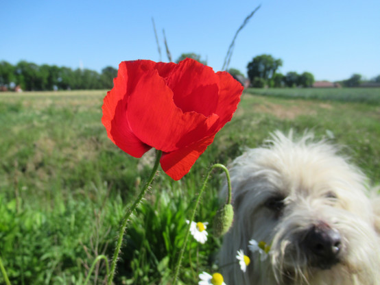Eine Blüte von wildem Mohn im Vordergrund, ein paar Kamillenblüten. Knapp dahinter der Kopf eines kleinen, hellen Mischlingshundes, dahinter Feld, in der Ferne unscharf zwei Häuser.