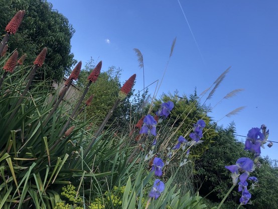 Camera view tilted up left, a bunch of orange torch lilies stand in front of a clump of ivy, side by side with a cluster of purple irises. Behind, them pampas grass strands reach high against a blue sky. Some conifers behind them, a nearly clear blue sky, save for one small cloud top centre and a jet stream streak.