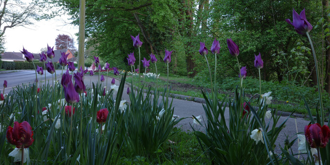 Purple and crimson tulips stand together with white daffodils in urban flowerbeds