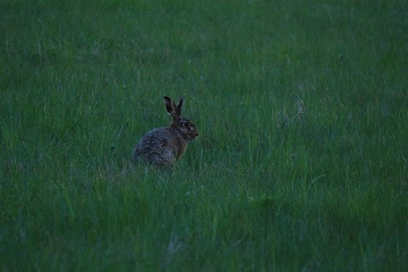 A European hare (Lepus europaeus) sitting in a field with long green grass at dusk, listening between its chewings for danger.