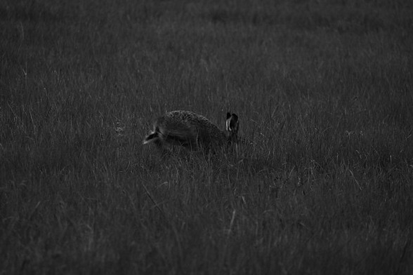 A black and with image of a European hare, Lepus europaeus, jumping in a field of grass at dusk.
