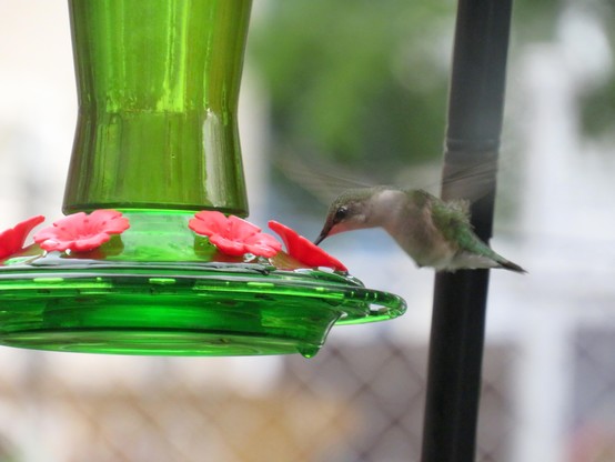 A tiny green bird with a white underbelly hovers next to a green hummingbird feeder with red "flower" feeding spots. Her long bill is mostly out of sight in one of the "flowers" as she drinks. Each of her wings is a barely-visible blur.

If we're entirely honest, the feeder itself is in better focus than the hummingbird. Something for the photographer to work on. 😅