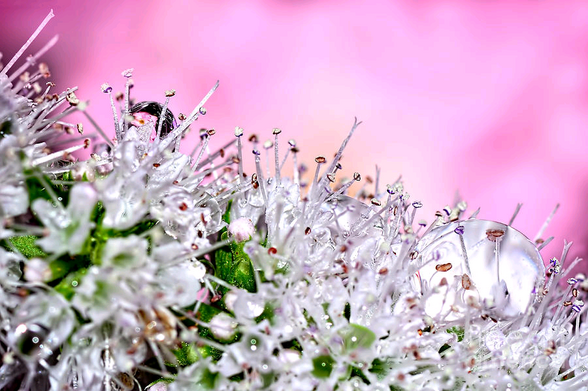 My macro or close up photograph of very small delicate mint flowers showing lots of stamens and pistils before a soft pink bokeh with water droplets sitting amongst the stamens. 
Apparently, all flowers of the mint family are edible and have a pleasant taste.
THE FINE ART AMERICA LOGO WILL NOT SHOW ON PURCHASED PRINTS OR PRODUCTS.

By Kaye Menner Photography

https://kaye-menner.pixels.com/featured/mint-flower-macro-by-kaye-menner-kaye-menner.html

[Info From Wikipedia]
Mentha (also known as mint, from Greek mentha, is a genus of plants in the family Lamiaceae (mint family). The species are not clearly distinct, and estimates of their number vary from 13 to 18.
Hybridization between some of the species occurs naturally. Many other hybrids, as well as numerous cultivars, are known.
The genus has a subcosmopolitan distribution across Europe, Africa, Asia, Australia, and North America.