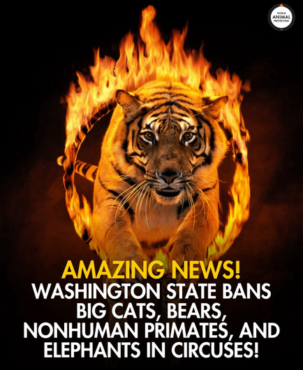 Amazing news! Washington State bans big cats, non-human primates, bears and elephants in circuses! Photo of a tiger jumping through a burning hoop. Post by World Animal Protection