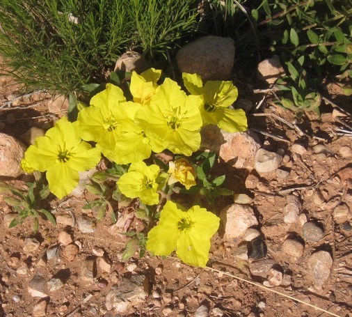 A bouquet of yellow primrose wildflowers. They are bright yellow with saucer shaped flowers. They have four petals. There are sand and white pebbles on the ground. Also there are green weeds behind the flowers.