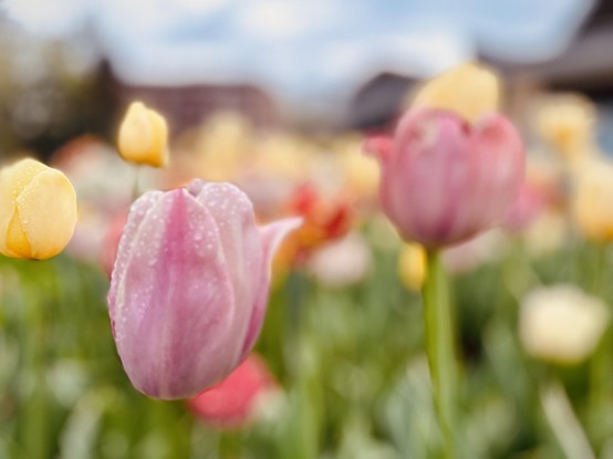 A bed of pastel tupils in the gardens of the Stratford Shakespearean Festival. 

It’s a bright but overcast afternoon, the shot is down low, the lens at blossom level, in portrait mode so as to better leave the background diffuse. Water droplets are visible on the nearest pink and mauve tulip. Other predominant colours are orange and yellow on a bed of blurred green leaves and stalks. The Festival Theatre and the Stratford Normal School appear only in indistinct outline near the top of the frame where a bit of sky has been left in.