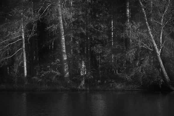 A picture of a forest with trees at sunset, on the opposite side of a lake. 
On the right of the picture is an old leaning birch whose large branches are illuminated by the sun. On the right are two old pine trees, also illuminated by the evening sun. Between these are several tree trunks, younger sly and undergrowth in the background. In the foreground is the lake and in the middle, just above the waterline, stands an old withered small fir tree full of lichens that resemble some kind of human figure.