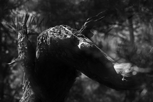 A picture of a small part of the roots of a tree trunk that has been blown over. It resembles the head of an elephant with the trunk seen obliquely from the front with the trunk straight through and out to the right of the picture. Small branches on each side of the "head" resemble small arms held up like a ghost trying to scare someone. In the background that is visible, as the root takes up almost the entire picture, a sunny but somewhat blurred forest is visible.