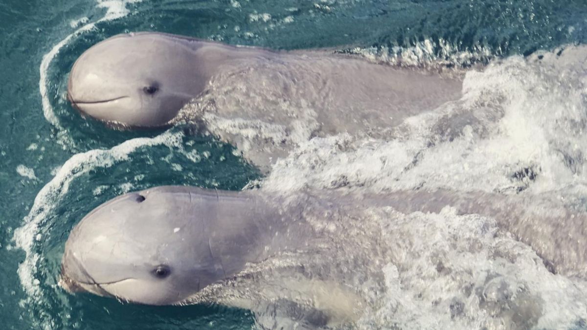 Irrawaddy Dolphin Orcaella brevirostris