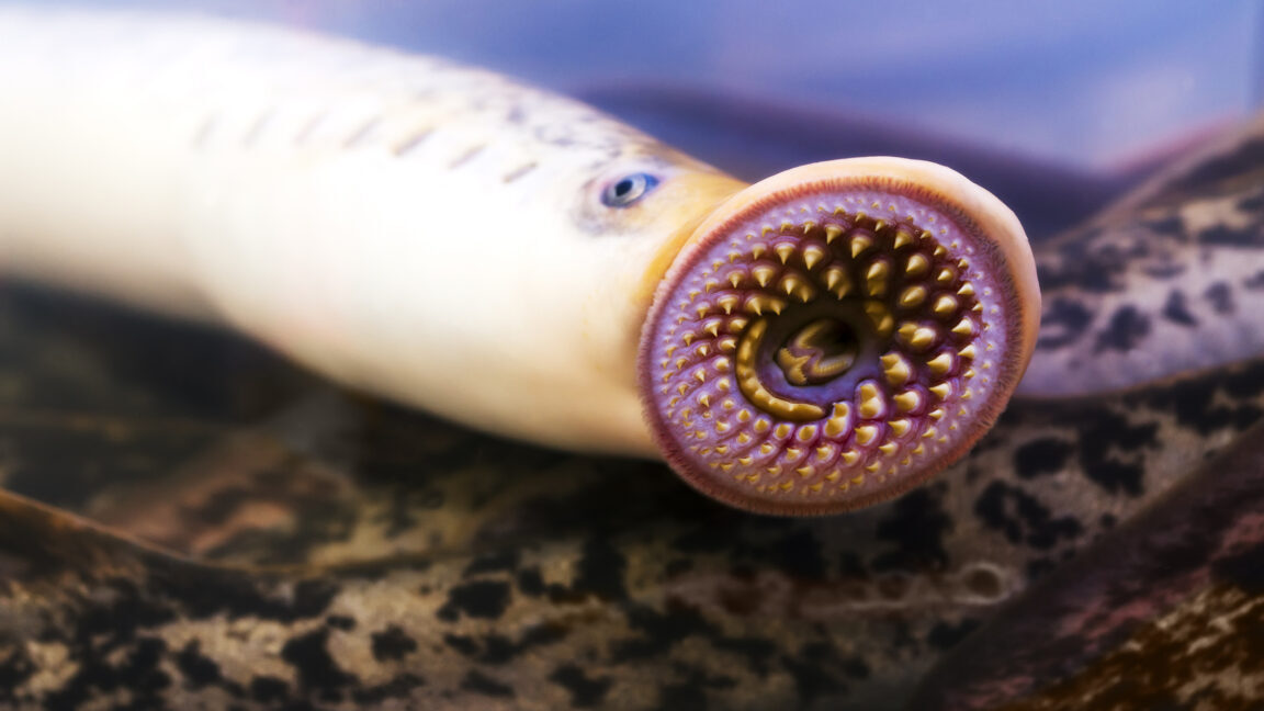 Photo of a lamprey Photo of a lamprey