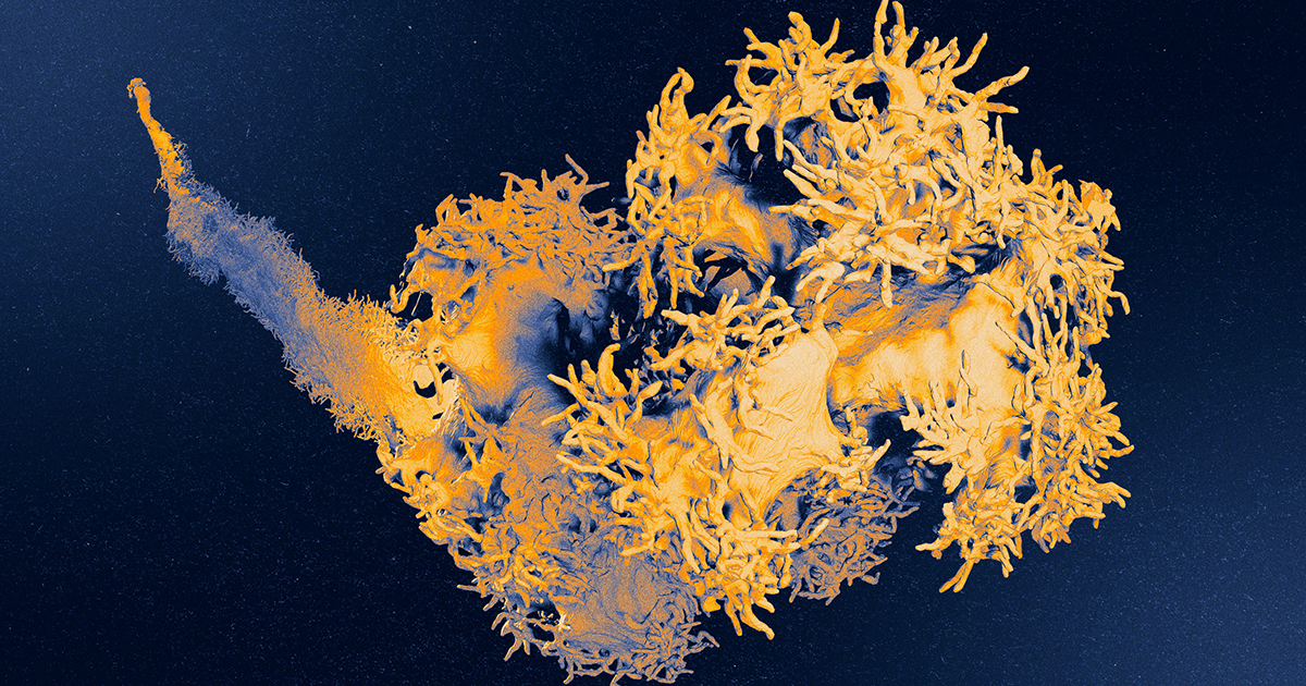 A Pacinian corpuscle neuron, reconstructed using focused ion beam scanning electron microscopy, looks like a thick tree root with 15,000 fingerlike extensions growing from it.