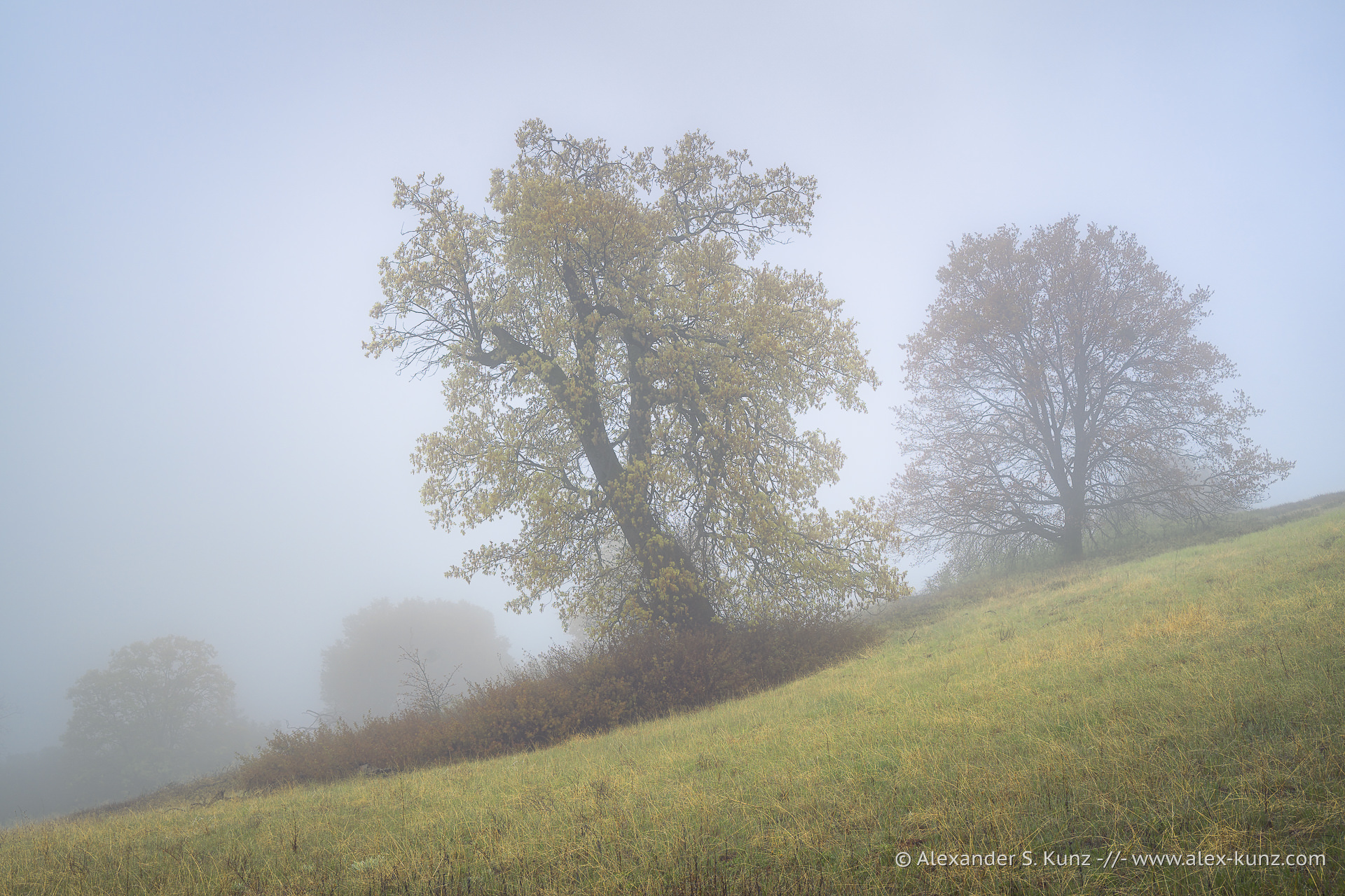 Black Oaks in a foggy meadow, Volcan Mountain Wilderness Preserve, Julian, California; April 2025.