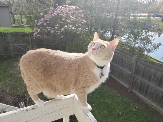 Pedro has been inside all winter