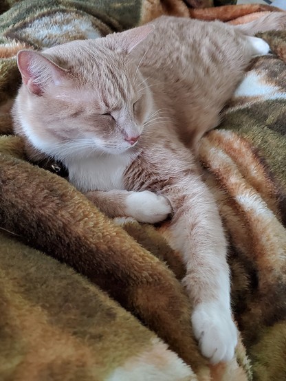 Caturday cuddles 