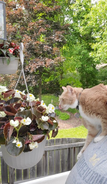 He usually stays inside and watches the birds that land there