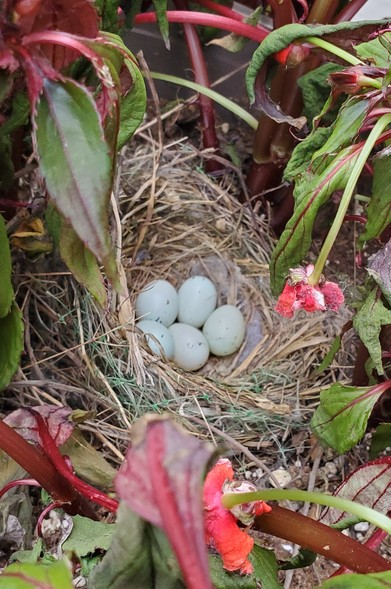 Nest with 5 house finch eggs