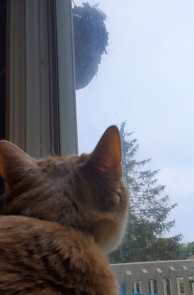Pedro looking up through the window at the flowers 