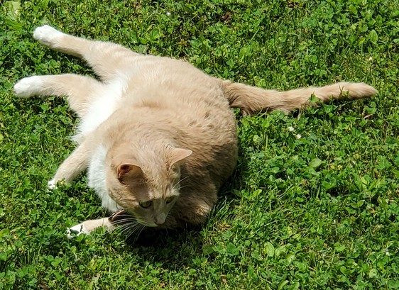 Pedro touching grass