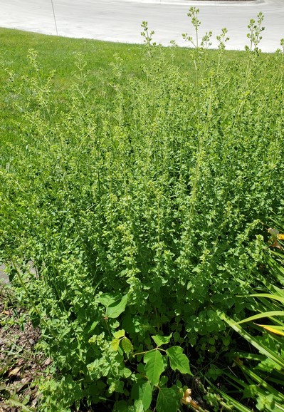 Getting a picture of the poison ivy before I pull it