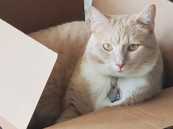 Pedro in a shallow cardboard box 