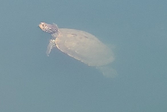 Approx. 9-10 inch turtle in neighborhood lake