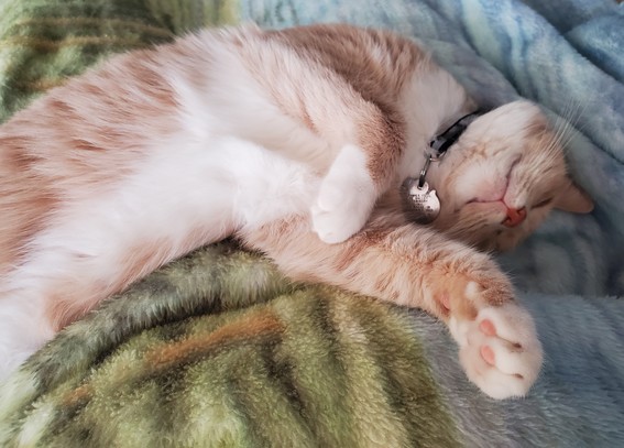 Soft blanket and toe bean time for Pedro 