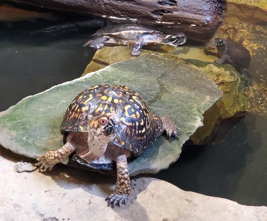 Eastern box turtle in front, painted turtle, and musk turtle on right