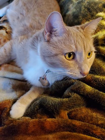 Pedro thinks maybe he heard something 