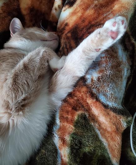 Toe beans and thoracic floof