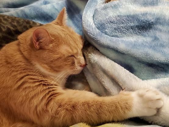 Cute and tired, with ear floof